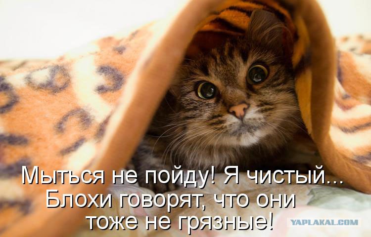 как заставить мужа похудеть советы психолога как заставить мужа похудеть советы психолога