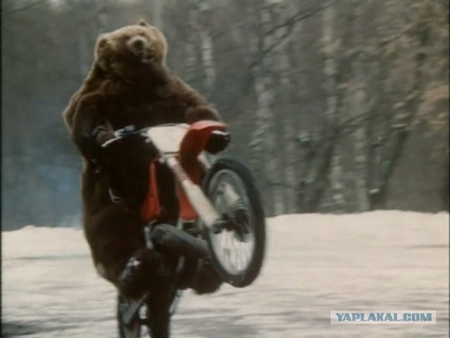 Медведь атаковал мотоциклиста