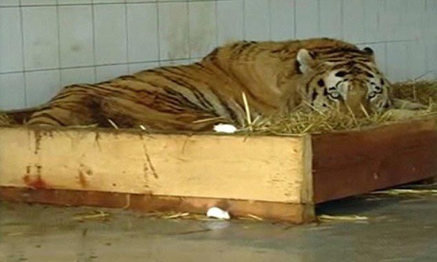 Тигр в депрессии