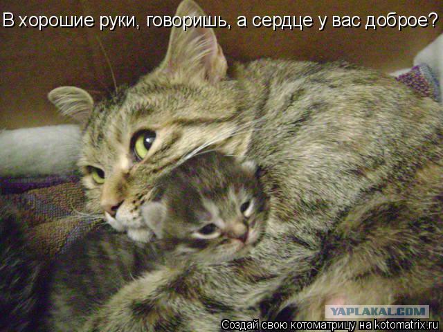 Пушистые сорванцы ищут дом (котята, Москва)