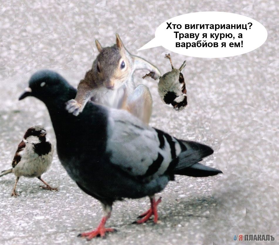 приколы белка фото онлайн приколы белка фото