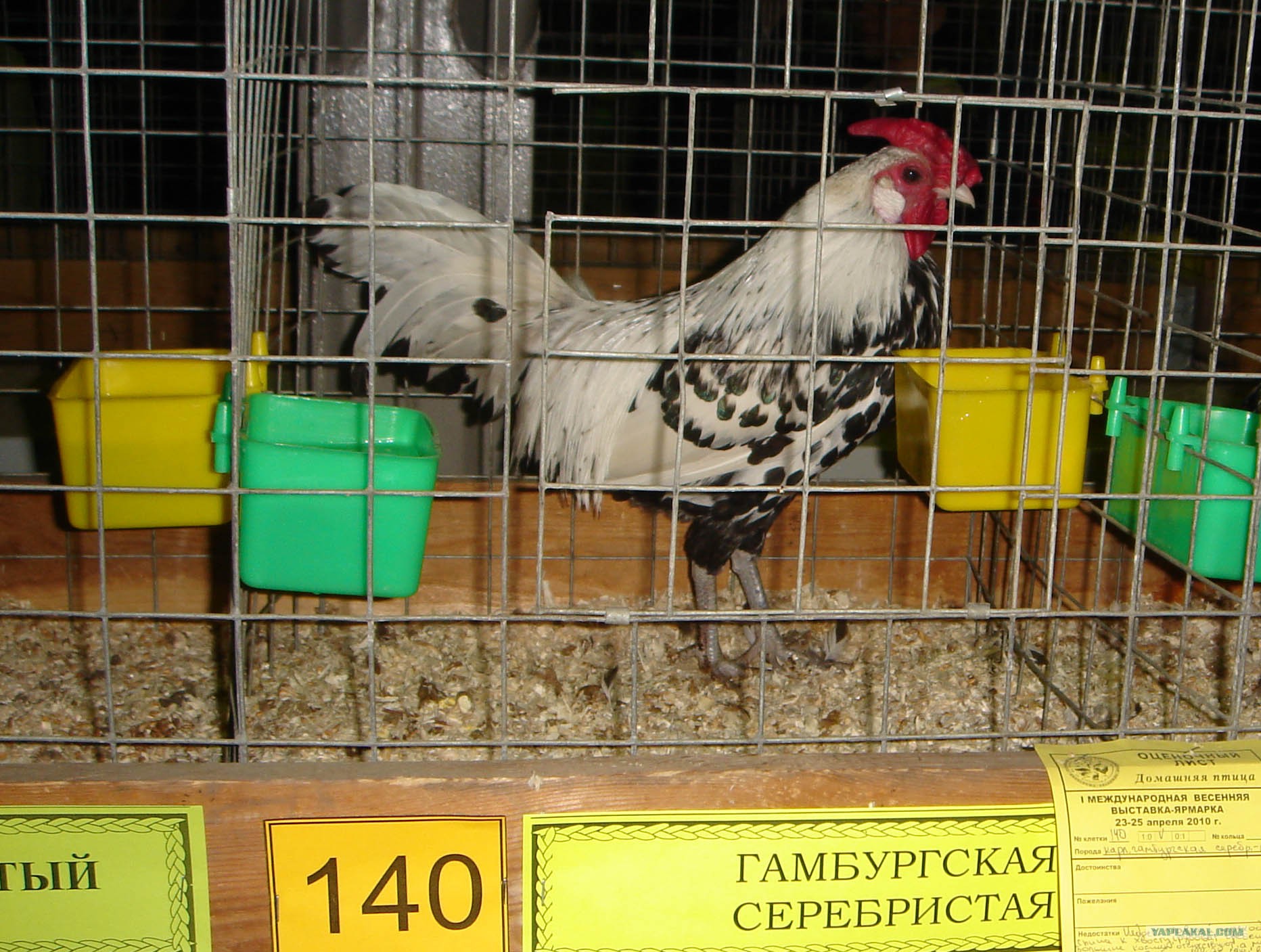 Петух ты Гамбургский
