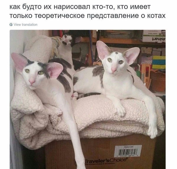 Ушастые кошки