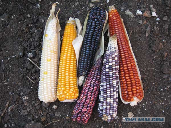 13 продуктов для похудения 13 продуктов для похудения