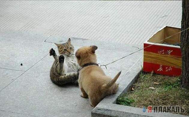 Кошки против Собак (подборка)