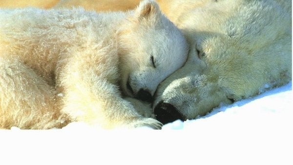 К чему снится беременная медведица 560 К чему снится беременная медведица 119