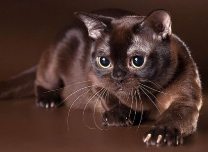 19 шикарных кошек, которые стоят целое состояние