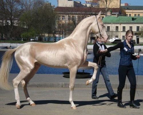 Что может быть прекраснее ахалтекинского коня?
