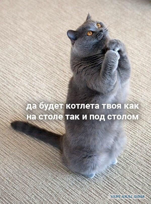 Котовторник. Начало.