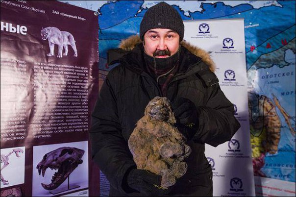В Якутске показали пещерных львят