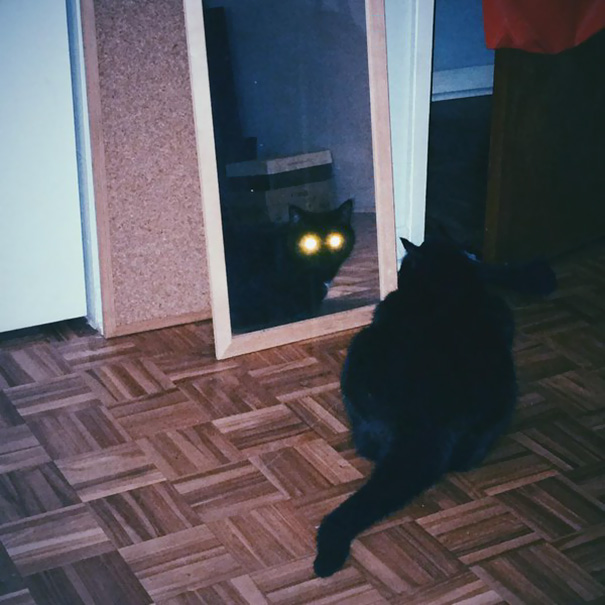 Котики с темной стороны. Злые, демонические и загадочные.