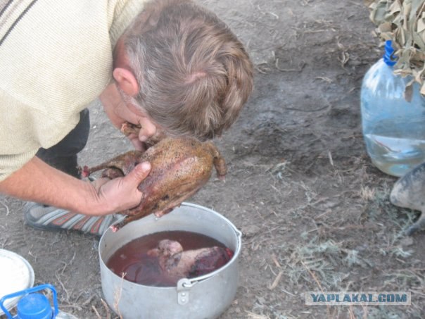 Особенности национальной охоты....