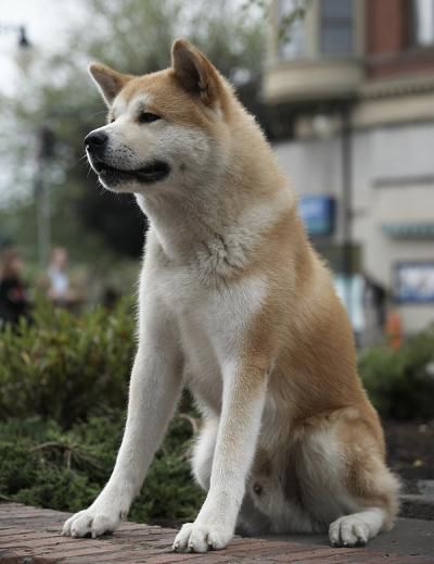 В Новороссийске мужчину увезли на «скорой», пес сутки ждал хозяина на том же месте