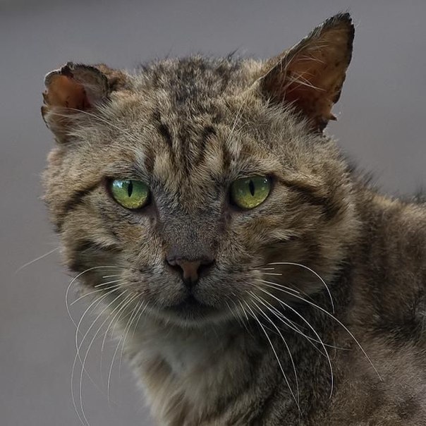 10 брутальных уличных котов