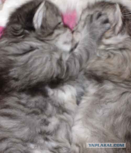 Маленькие и большие коты- зеваки