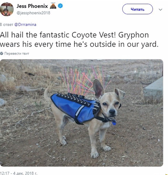 В США маленьким собакам приходится носить жилеты с шипами, чтобы их не схватили койоты
