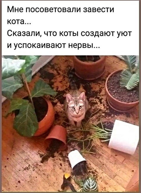 Картинки с котами и про котов