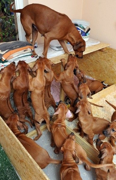 15 щенков от мамы-Роми