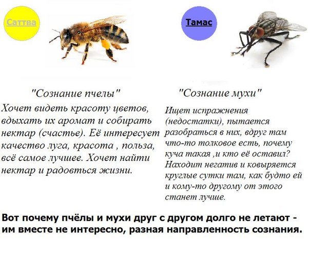 Из одной мухи афоризмы Из одной мухи афоризмы