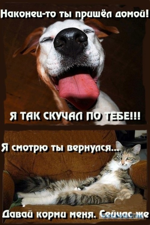 Коты и собаки. Разница на лицо.