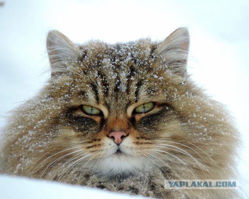 Британские СМИ в восторге от сибирских котиков