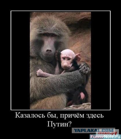 Неопровержимые доказательства, что во всем виноват Путин.