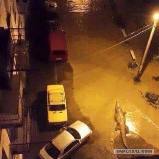 Звери в городе. Наводнение в Тбилиси