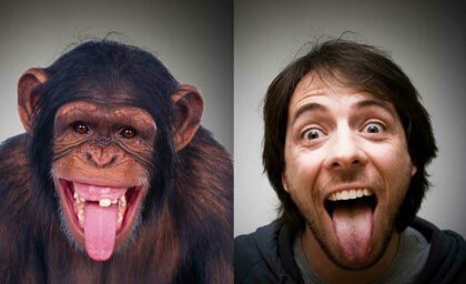 Загадки эволюции: почему не эволюционируют современные обезьяны?