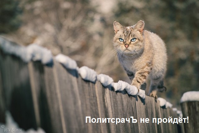 Деревенский кот Кокос.