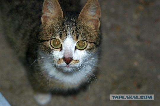 Котовторник 1.02.2011