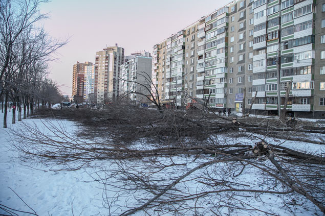 Пермяк, спиливший клен у своего дома