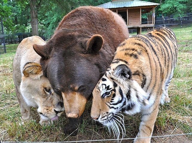 Подборка забавных животных