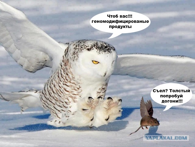 сова ловит добычу сова ловит добычу