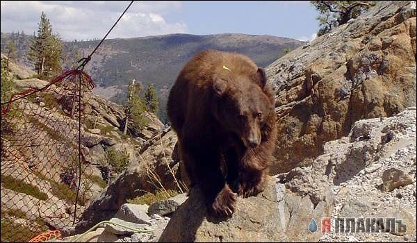 Невероятные приключения медведя (6 фото)