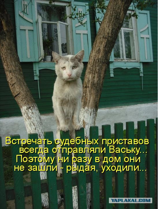 Коты из сети