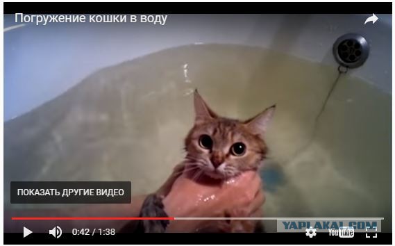 Погружение кошки в воду