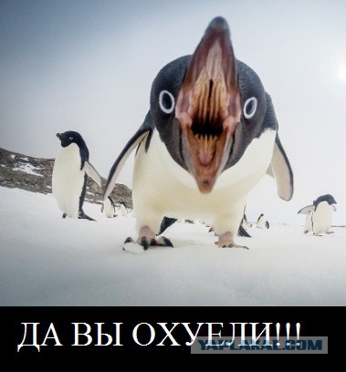 Владелец УАЗа мстит пингвину