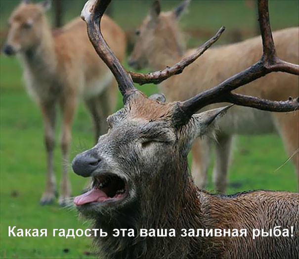 Они не попадут на обложку журнала. Фотографы собрали неудачные снимки животных