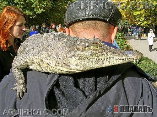 Все о КРОКОДИЛАХ, АЛЛИГАТОРАХ