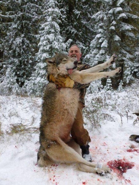 Убил волка охотившегося в городе.