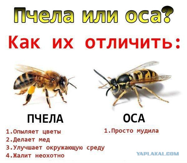 Смертельная схватка осы и пчелы 