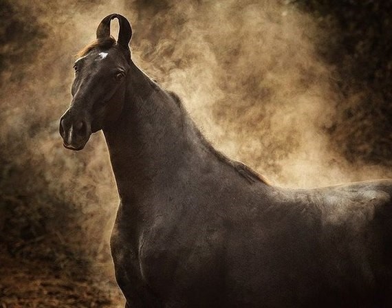 Марвари: самые загадочные лошади