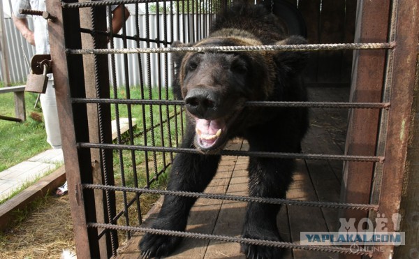 Под Воронежем медведь сбежал от хозяина и загрыз его соседа