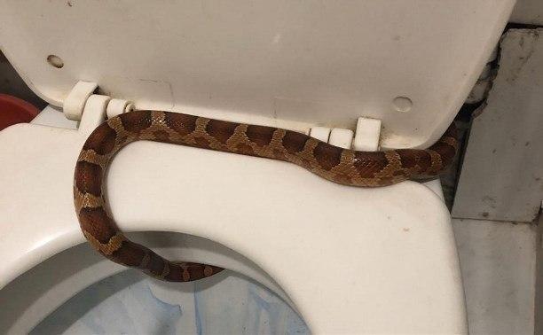 Жительница Тулы вернулась домой после отпуска и обнаружила в своём толчке змею, которая выползла из отверстия