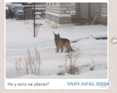 На Урале собака напала на двухлетнего ребенка
