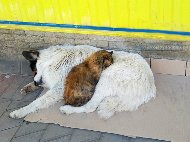 Бездомные кот и пес показали ростовчанам, что значит жить, «как кошка с собакой»