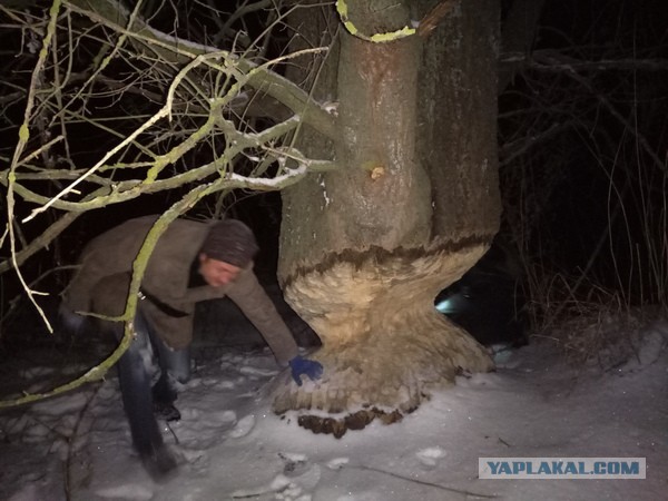 Подборка разного из сети