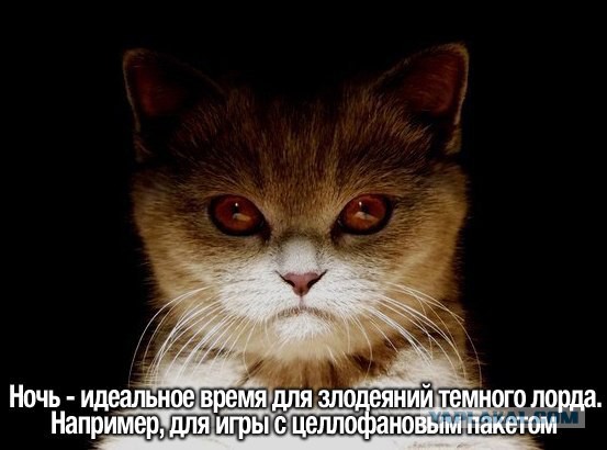 Котики с темной стороны. Злые, демонические и загадочные.