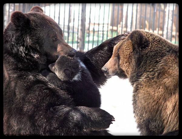 Любящий косолапый папка