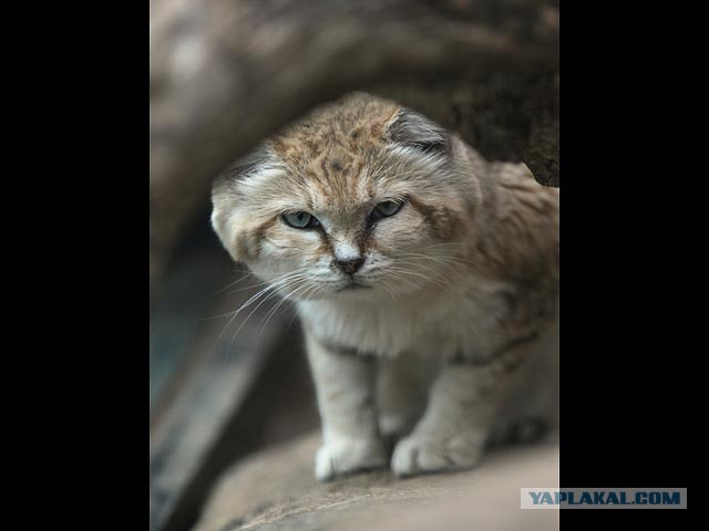 Барханная кошка Ротем родила котят